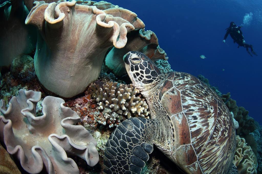 タラタ リゾート Zamboanguita  エクステリア 写真